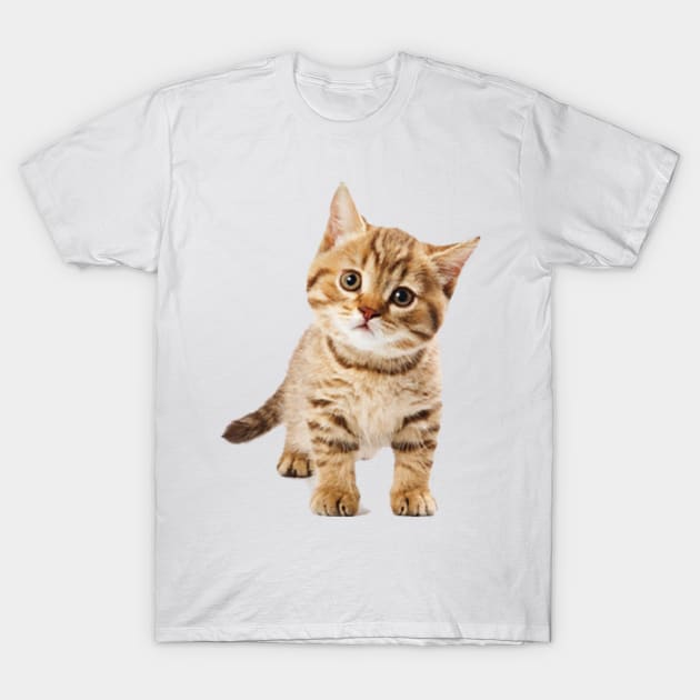 Nice kitten cat T-Shirt by mohamadbaradai